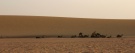 Camels, Western Desert